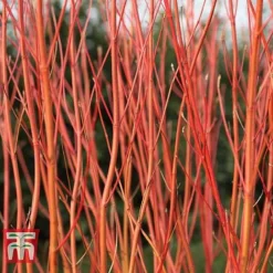 Cornus Sericea 'Cardinal'