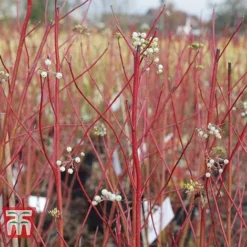 Cornus Sericea 'Cardinal' -Florist Zone CORN T66175 B
