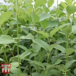 Cornus Sericea 'Cardinal' -Florist Zone CORN T66175 D