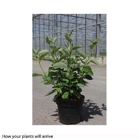 Cornus Sericea 'Firedance First Editon' 2 Cornus Sericea 'Firedance First Editon' - Image 2