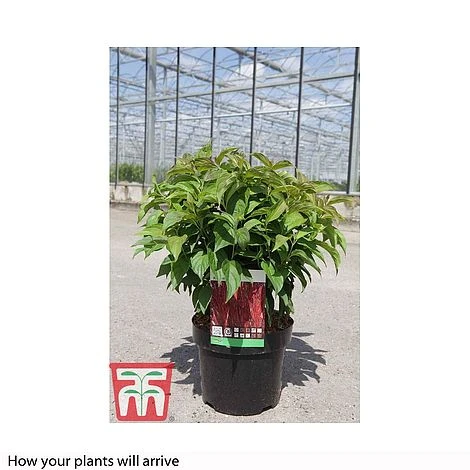 Cornus Sericea 'Kelseyi' 2 Cornus Sericea 'Kelseyi' - Image 2