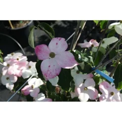 Cornus Kousa 'Teutonia' -Florist Zone CORN T68314 A h