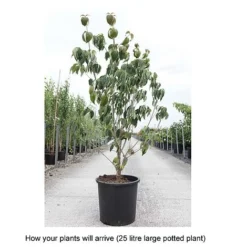 Cornus Kousa 'Teutonia' -Florist Zone CORN T68314 B h