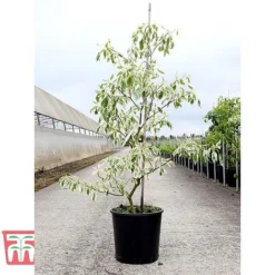 Cornus Controversa 'Variegata' 5 Cornus Controversa 'Variegata' -Florist Zone CORN TKA3090 A
