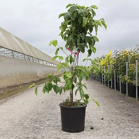 Cornus Nuttallii 'Ascona' 2 Cornus Nuttallii 'Ascona' - Image 2
