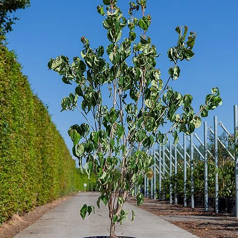 Cornus Kousa 'Galilean' 2 Cornus Kousa 'Galilean' - Image 2