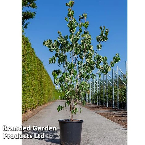 Cornus Kousa 'Galilean' 1 Cornus Kousa 'Galilean'