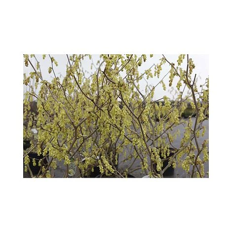 Corylopsis Spicata 2 Corylopsis Spicata - Image 2