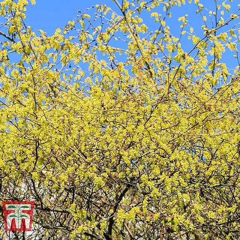 Corylopsis Spicata 1 Corylopsis Spicata