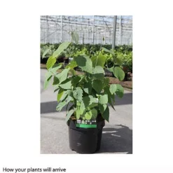 Corylopsis Spicata 5 Corylopsis Spicata -Florist Zone CORY T66180 B h