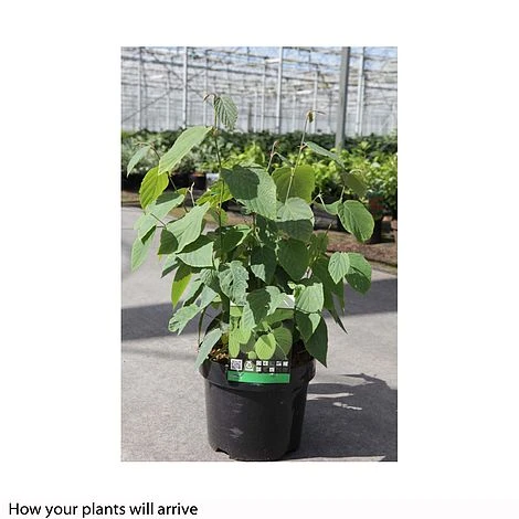 Corylopsis Spicata 3 Corylopsis Spicata - Image 3