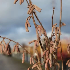 Corylus 'Rode Zellernoot' -Florist Zone CORY RODEZELLE S45398 NOW