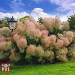 Cotinus Coggygria 'Young Lady' -Florist Zone COTI T67916 B