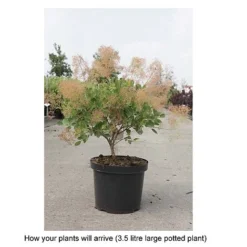 Cotinus Coggygria 'Young Lady' -Florist Zone COTI T67916 B h