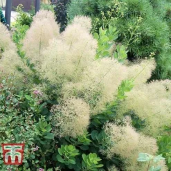 Cotinus Coggygria 'Young Lady' -Florist Zone COTI T67916 D