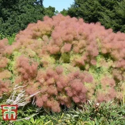 Cotinus Coggygria 'Young Lady' -Florist Zone COTI T67916 E