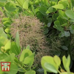 Cotinus Coggygria 'Young Lady' -Florist Zone COTI T67916 F