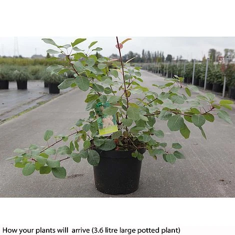 Cotinus Coggygria 5 Cotinus Coggygria - Image 5