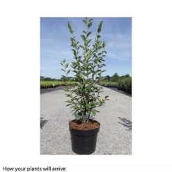 Cotoneaster Lucidus -Florist Zone COTO T66184 A h