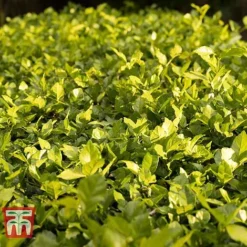 Cotoneaster Lucidus -Florist Zone COTO T66184 D