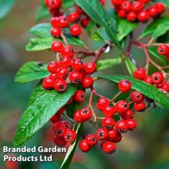 Cotoneaster Lacteus