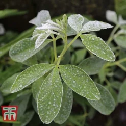 Cytisus Battandieri -Florist Zone CYTI TKA3102 C