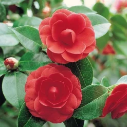 Camellia 'Tricolour' -Florist Zone Camellia red