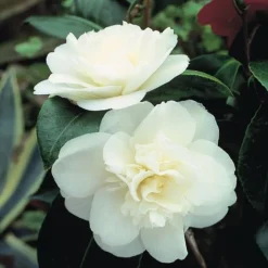 Camellia 'Tricolour' -Florist Zone Camellia white