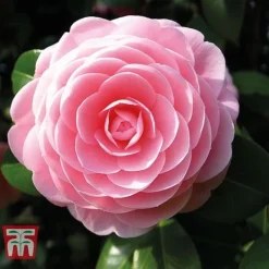 Camellia 'Blooming Wonder' - Gift 6 Camellia 'Blooming Wonder' - Gift -Florist Zone Camellia Blooming Wonder Pink