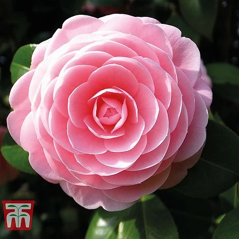 Camellia 'Blooming Wonder' - Gift 3 Camellia 'Blooming Wonder' - Gift - Image 3
