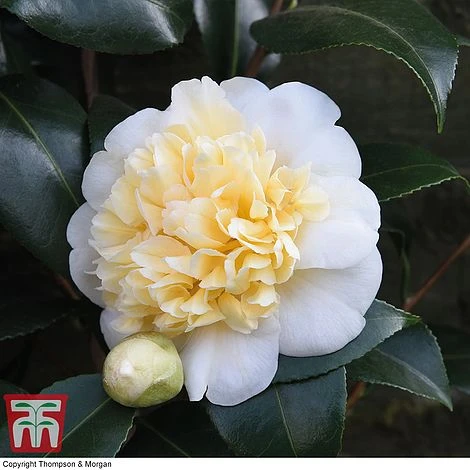 Camellia 'Blooming Wonder' - Gift 4 Camellia 'Blooming Wonder' - Gift - Image 4