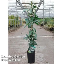 Clematis Armandii 'Snowdrift' -Florist Zone Clematis Snowdrift KC4972 C