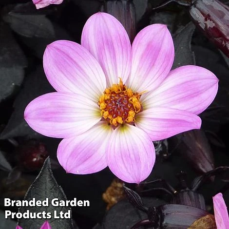 Dahlia Happy Days Pink 2 Dahlia Happy Days Pink - Image 2