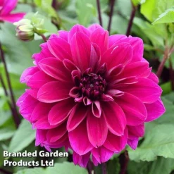 Dahlia 'Dark Diamond Mix' -Florist Zone DAHL DINNERPLA W51602