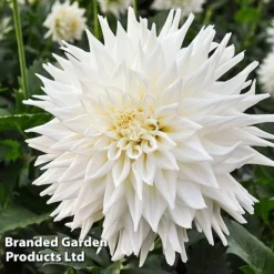 Dahlia 'Beautiful Bouquet Collection' -Florist Zone DAHL FLEUREL W51738