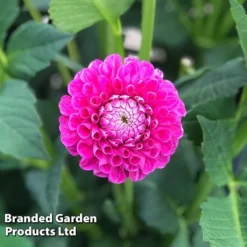 Dahlia 'Jowey Frambo'
