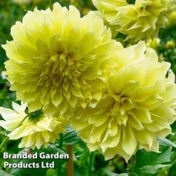 Dahlia 'Dark Diamond Mix' -Florist Zone DAHL KELVINFLO W51737