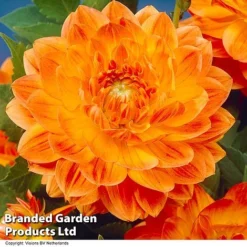 Dahlia 'Perfect Patchwork Collection' 8 Dahlia 'Perfect Patchwork Collection' -Florist Zone DAHL ORANGEPER H51724