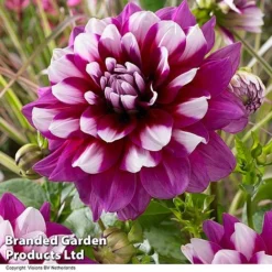 Dahlia 'Perfect Patchwork Collection' 9 Dahlia 'Perfect Patchwork Collection' -Florist Zone DAHL PATCHES H51725