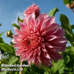 Dahlia 'Dark Diamond Mix' -Florist Zone DAHL PENHILLWA L45035