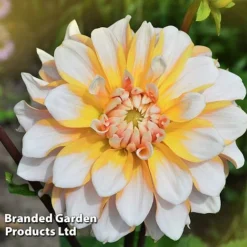 Dahlia 'Perfect Patchwork Collection' 10 Dahlia 'Perfect Patchwork Collection' -Florist Zone DAHL PERFPATCH W51606