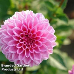 Dahlia 'Perfect Pompom Collection' -Florist Zone DAHL POMPOMCOL W51603