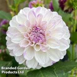 Dahlia 'Perfect Pompom Collection' -Florist Zone DAHL POMPOMCOL W51604