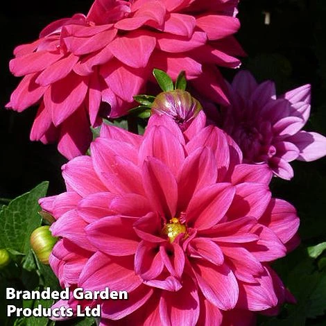 Dahlia Lubega Power Burgundy 1 Dahlia Lubega Power Burgundy