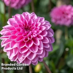 Dahlia 'Beautiful Bouquet Collection' -Florist Zone DAHL SWEETLOVE W51729