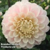 Dahlia 'Sweet Nathalie'
