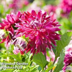 Dahlia 'Dark Diamond Mix' -Florist Zone DAHL VANCOUVER S28872