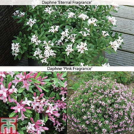 Daphne 'Fragrance Collection' 1 Daphne 'Fragrance Collection'