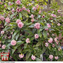 Daphne Odora 'Rogalski' -Florist Zone DAPH WKC0234 D