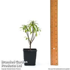 Daphne X Transatlantica 'Pink Fragrance' -Florist Zone DAPH PINKFR9CM T45492